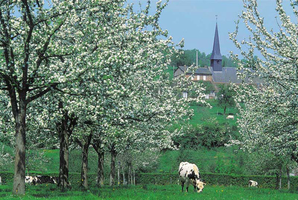 http://www.camping-haliotis-mont-saint-michel.com/camping_en_baie_mont_saint_michel/paysage_normand.jpg