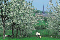 Cerisier en fleur : CRT Normandie ©JF Lefevre
