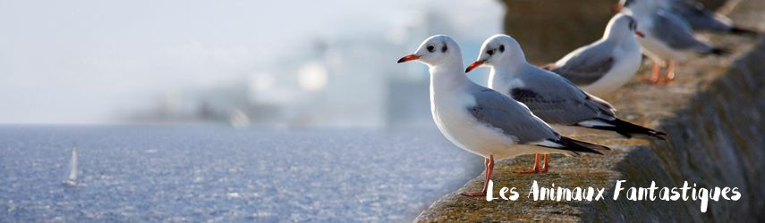 Les Animaux Fantastiques